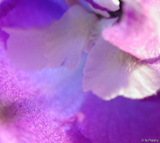 Delphinium