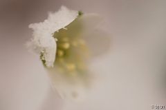 Leberblümchen im Schnee
