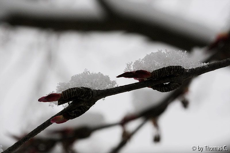 Schnee-Ostern 02