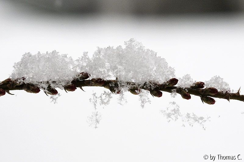 Schnee-Ostern 03