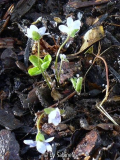 Hepatica nobilis