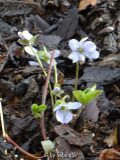 Hepatica nobilis erworben Raritätenbörse