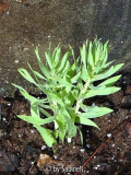Fritillaria persica erworben Raritätenbö