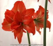 Hip. gefüllt rot-orange