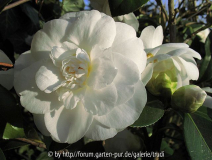 Edelweiss 5