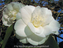Edelweiss 4
