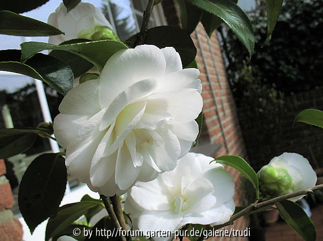 Edelweiss 3