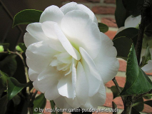 Edelweiss 2