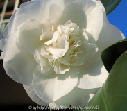 Edelweiss 6