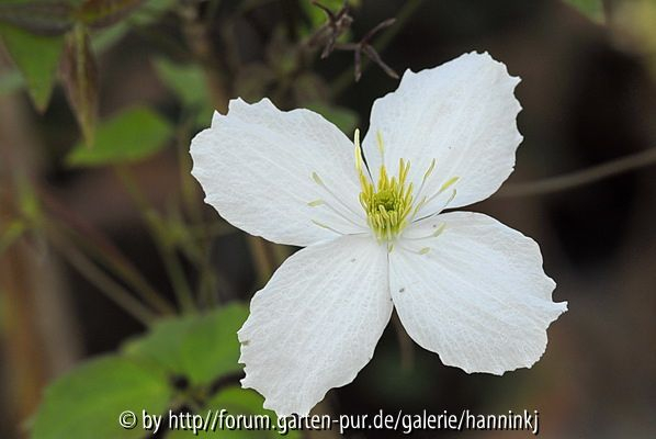 Clematis CC5144