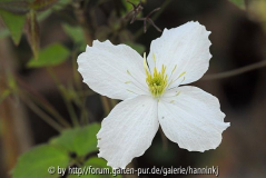 Clematis CC5144