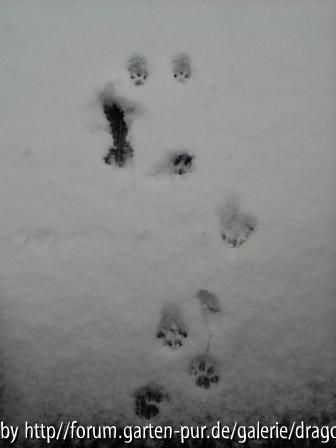 Spuren im Schnee..