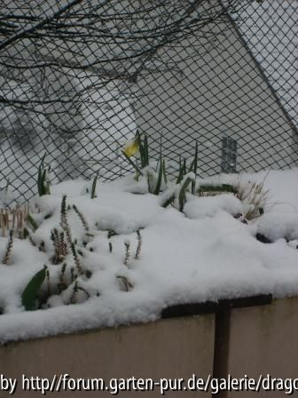 Ostermontag - Narzisse