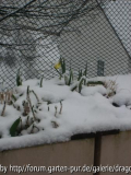 Ostermontag - Narzisse