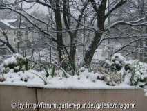 Ostermontag - Kamelie im Schnee