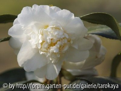 edelweiss 3/07