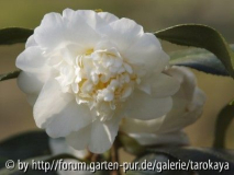 edelweiss 3/07