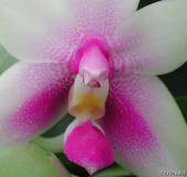 Phalaenopsis