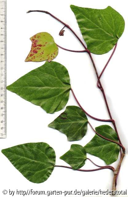 '