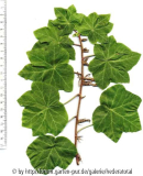 '