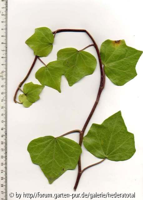 Hedera canariensis