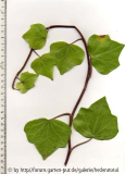 Hedera canariensis