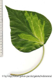 '