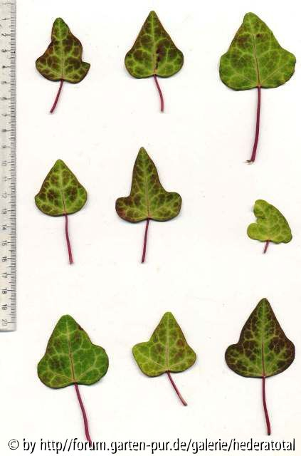 Hedera cypria