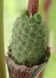 Arisaema fargesii - Bestäuber
