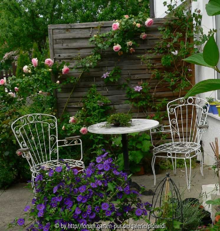 Eden als kleine Kletterrose