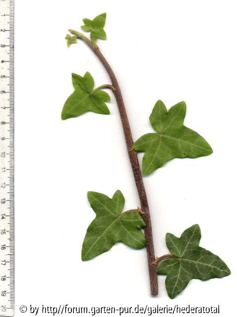 '