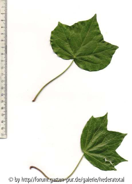'