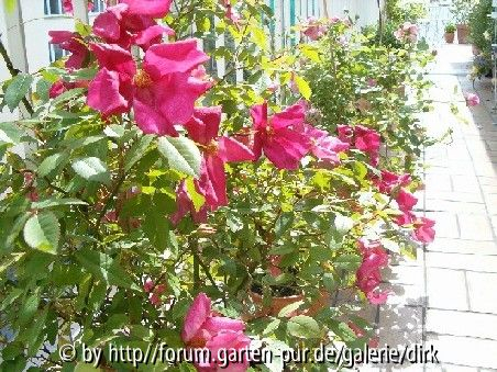 Mutabilis