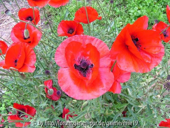 wilder Mohn