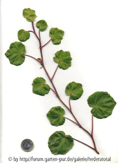 '