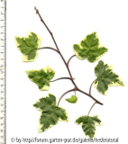 '