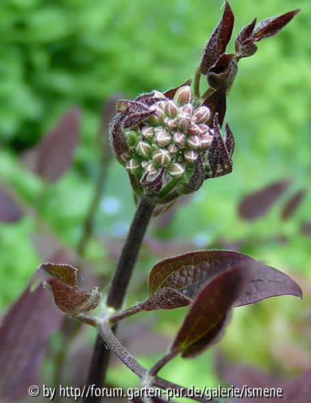 Clematis recta purpurea