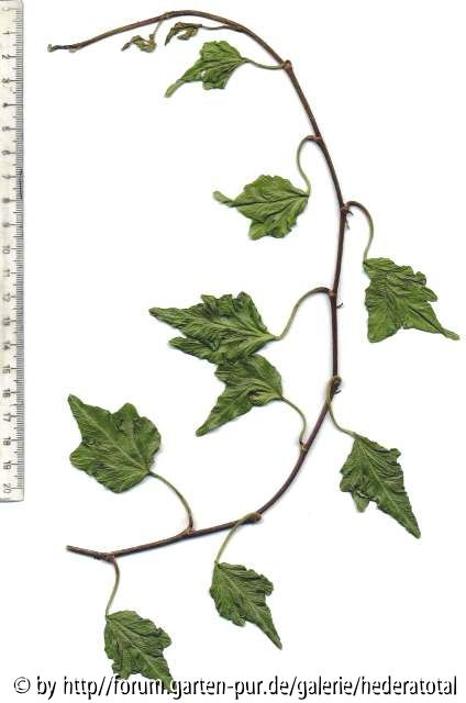'