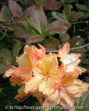 Azalee mit apricotfarbenen Blüten