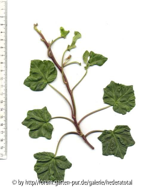 '