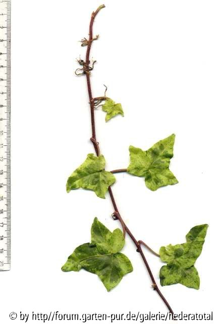 '