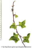 '