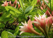 Rhodo spitzblütig
