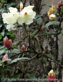 Rhododendron cremefarbene Blüten