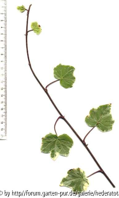 '