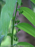 Polygonatum zanlan scianense