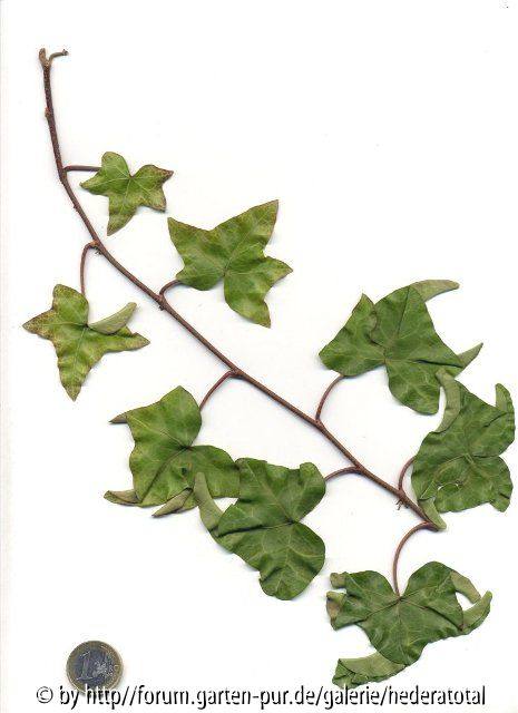 '
