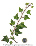 '