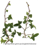 '