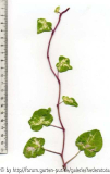 '